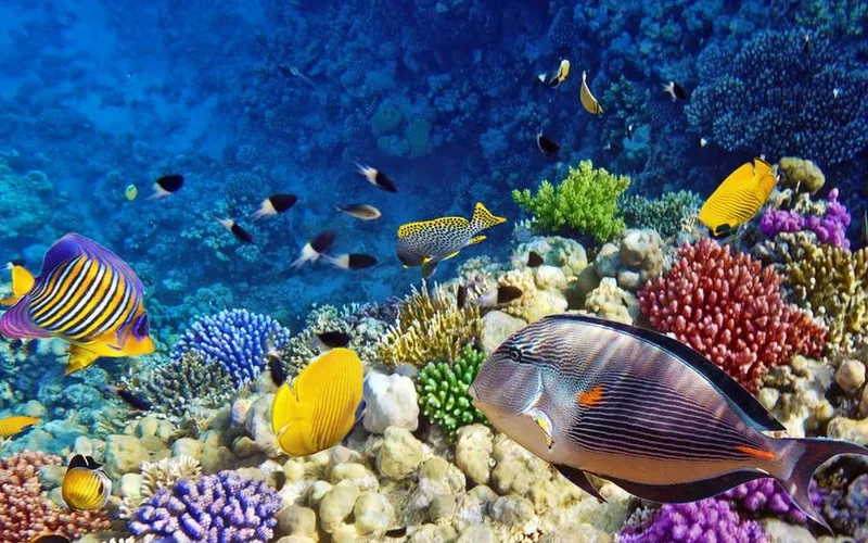 Peces tropicales sobre un arrecife para la sección Pesca